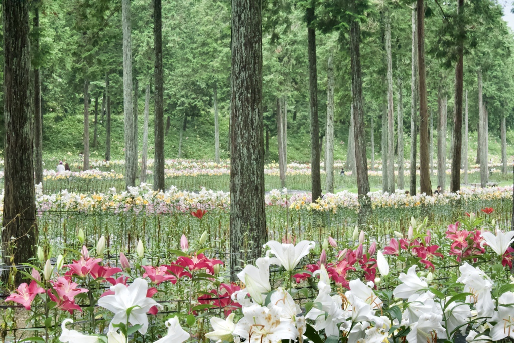 谷汲ゆり園