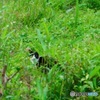 ちび