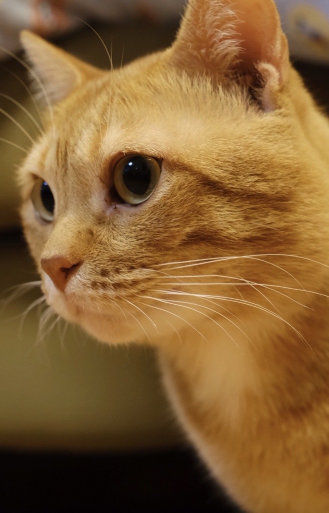 4340B513-A3CE-4A6D-83A7-F4669B2D5FD6