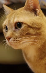 4340B513-A3CE-4A6D-83A7-F4669B2D5FD6