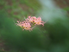 ピンクの曼珠沙華