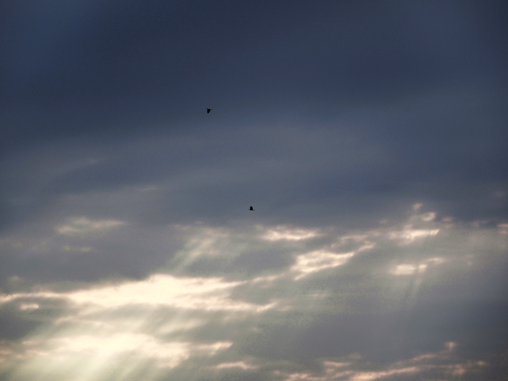 カラスが鳴くから帰ろう