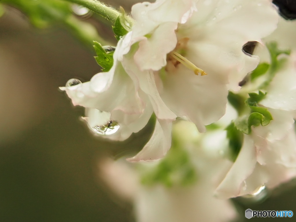 桜の季節の先駆けです