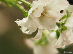 桜の季節の先駆けです