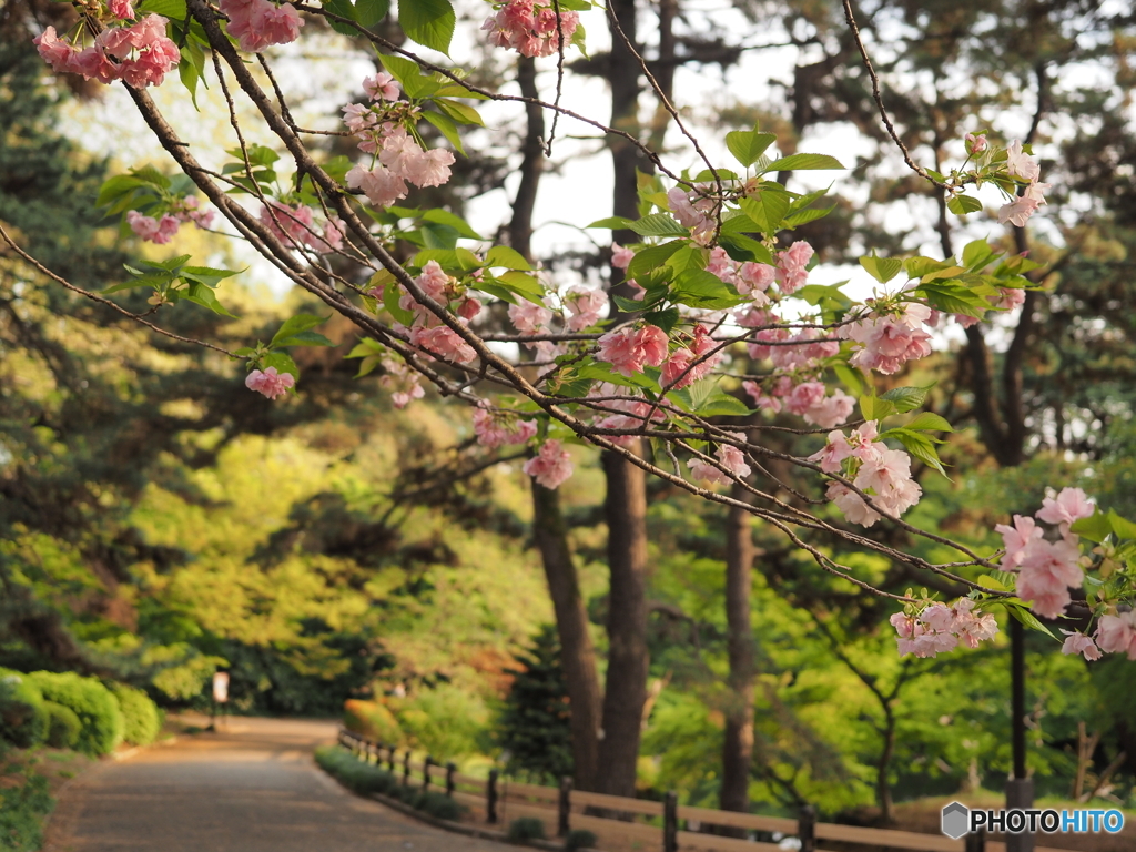 お福分けの桜
