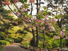 お福分けの桜