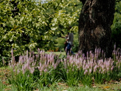 ツルボの咲く公園で