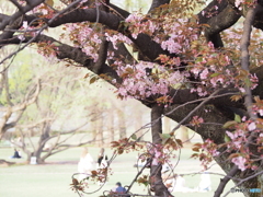 長州緋桜の咲く公園