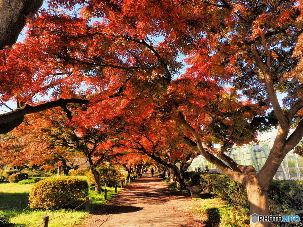 紅葉イロハモミジ並木