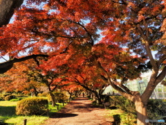 紅葉イロハモミジ並木
