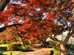 紅葉イロハモミジ並木