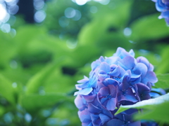 梅雨の晴れ間に