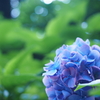 梅雨の晴れ間に