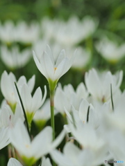 タマスダレの咲く花壇