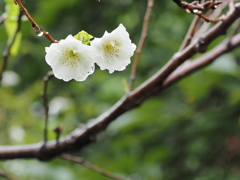 子沢山のコブクザクラ