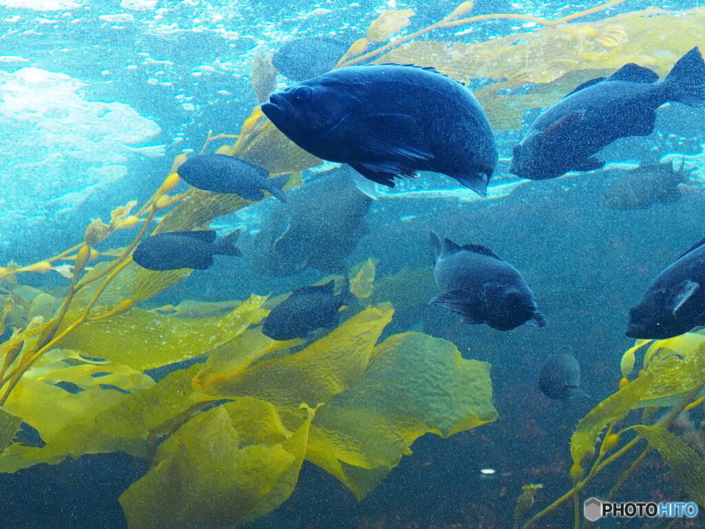 水族館