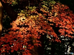 紅葉の滝