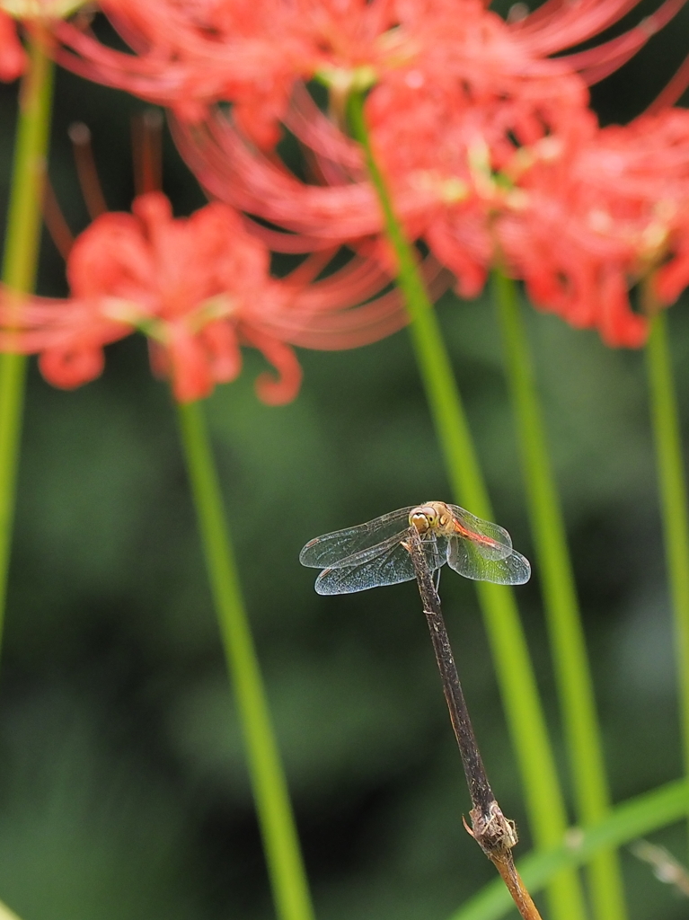 曼珠沙華と赤とんぼ