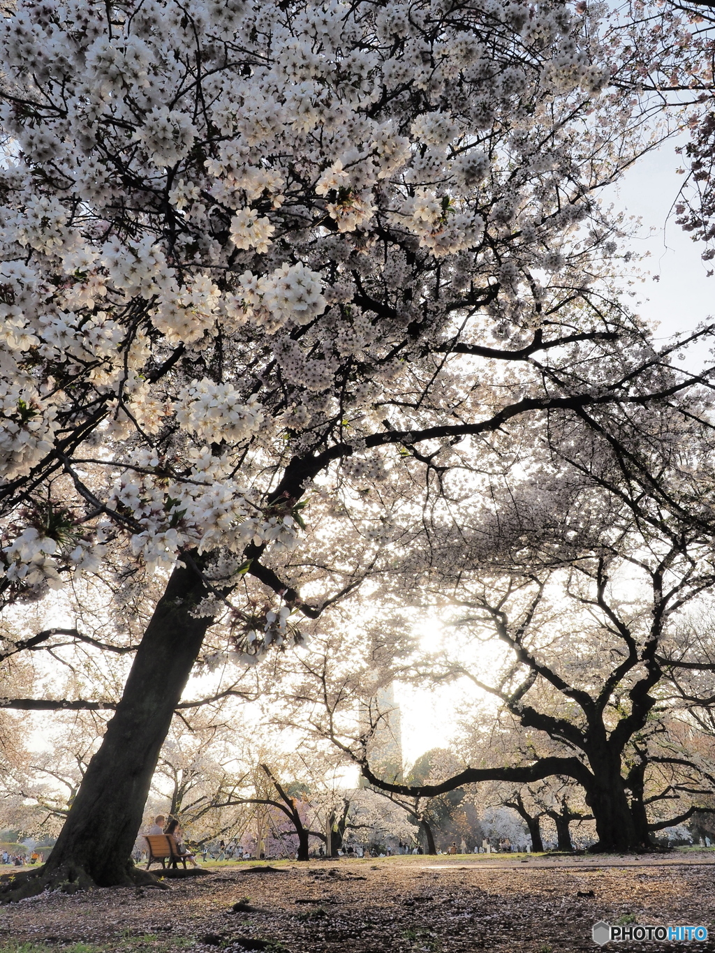 都会の真ん中で桜を楽しむ