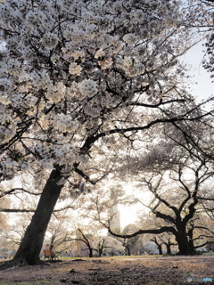 都会の真ん中で桜を楽しむ