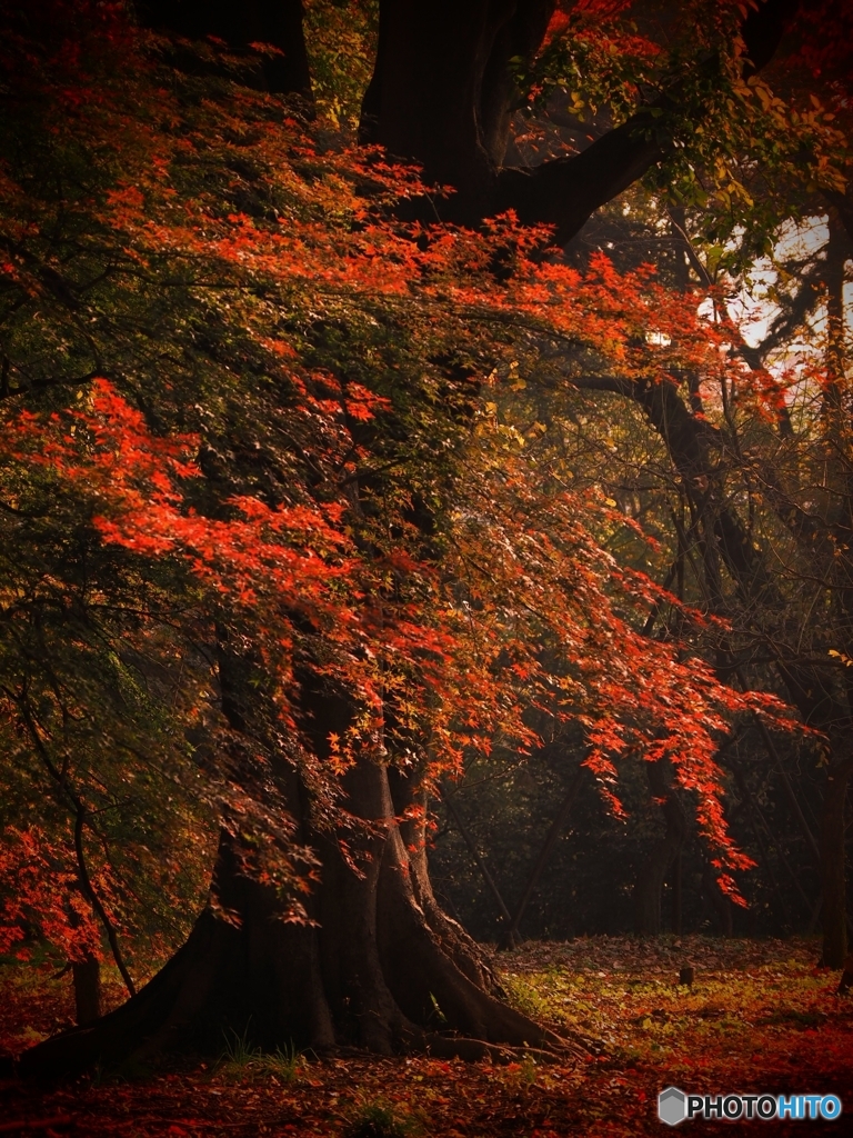 巨樹紅葉