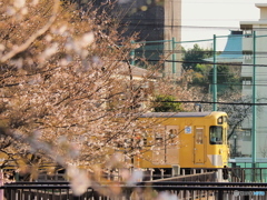 黄色い電車