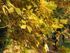 里山の秋散歩