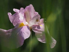 花菖蒲に潜むクモ