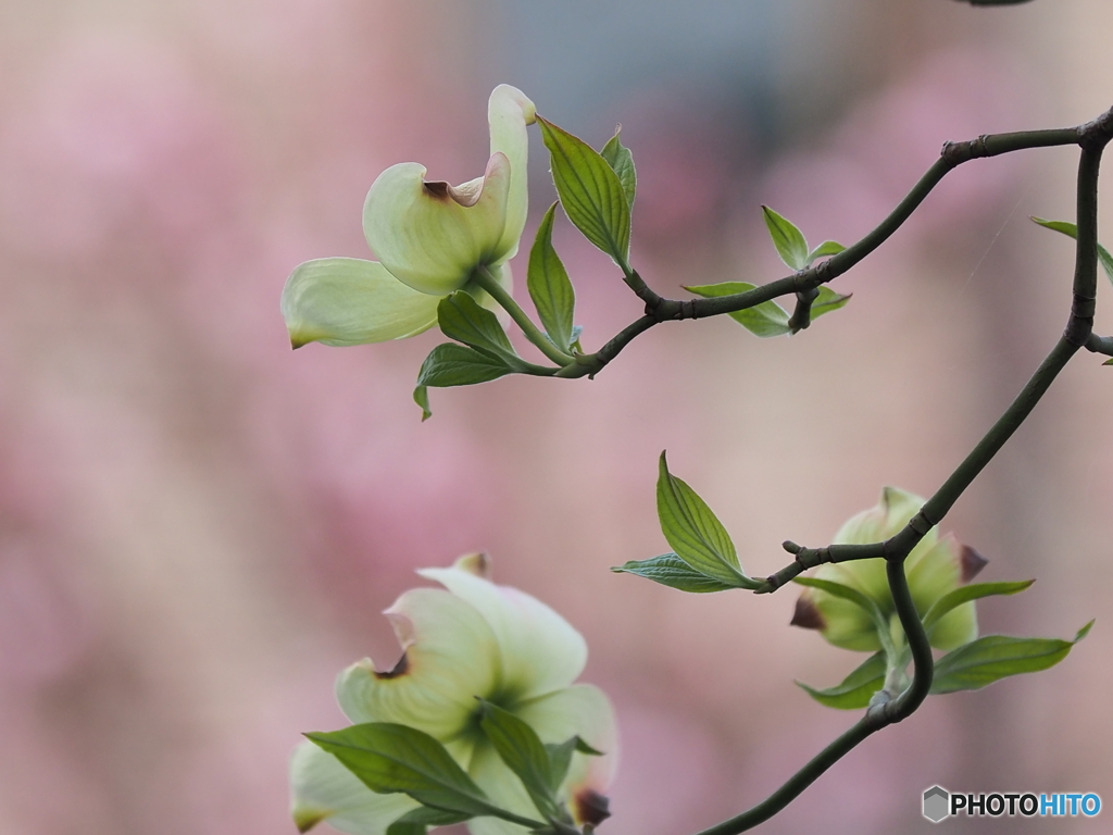 桜も良いけど花水木もね