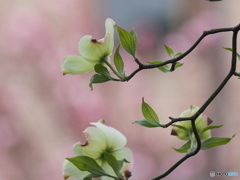 桜も良いけど花水木もね