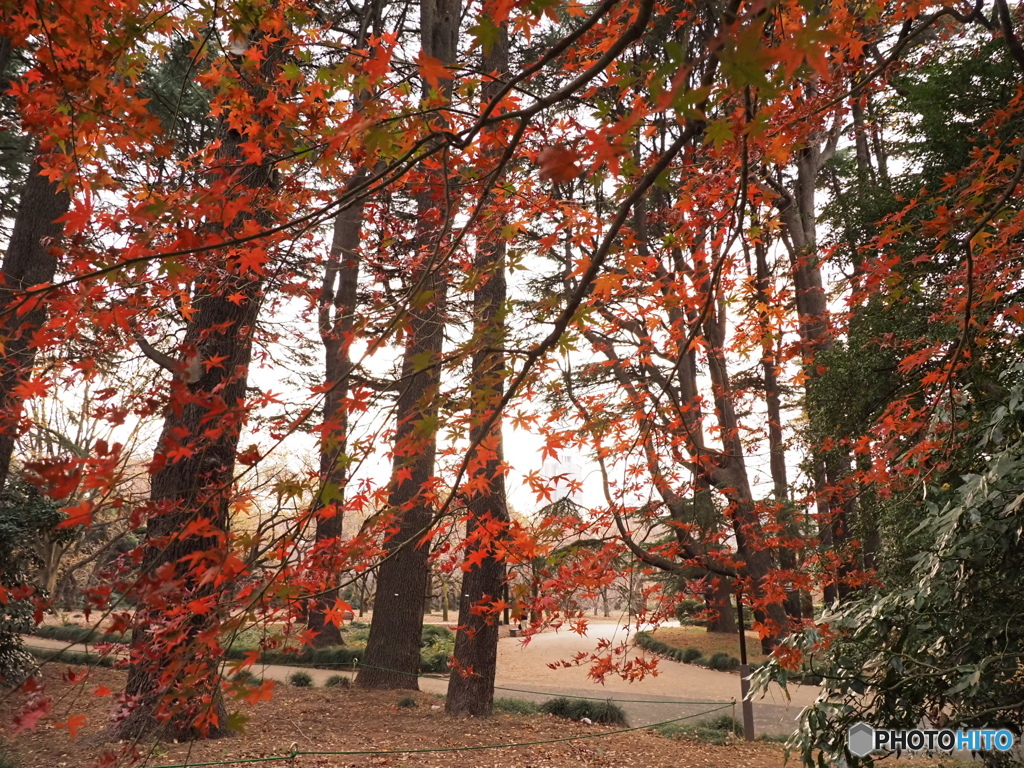 紅葉越しの林