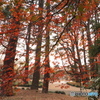 紅葉越しの林