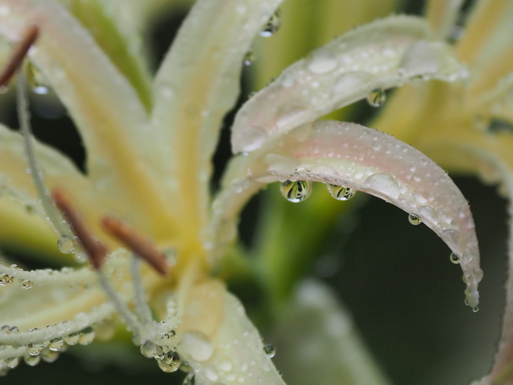 雨に濡れる白花曼珠沙華