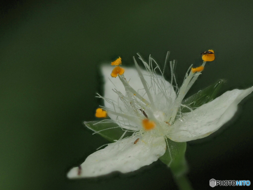 オオトキワツユクサは虫たちの運動場?