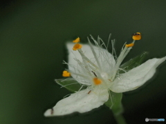 オオトキワツユクサは虫たちの運動場?