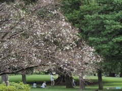秋のお花見