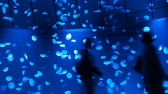 海月の世界へ