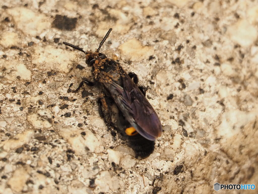 キオビツチバチ