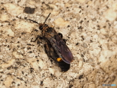 キオビツチバチ