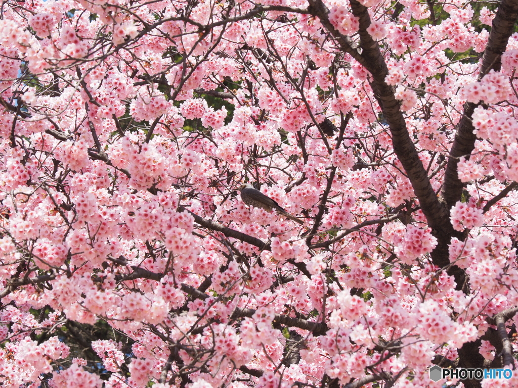 桜の海で溺れそう