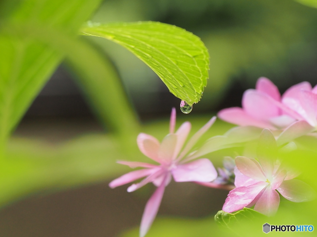 雨の贈り物