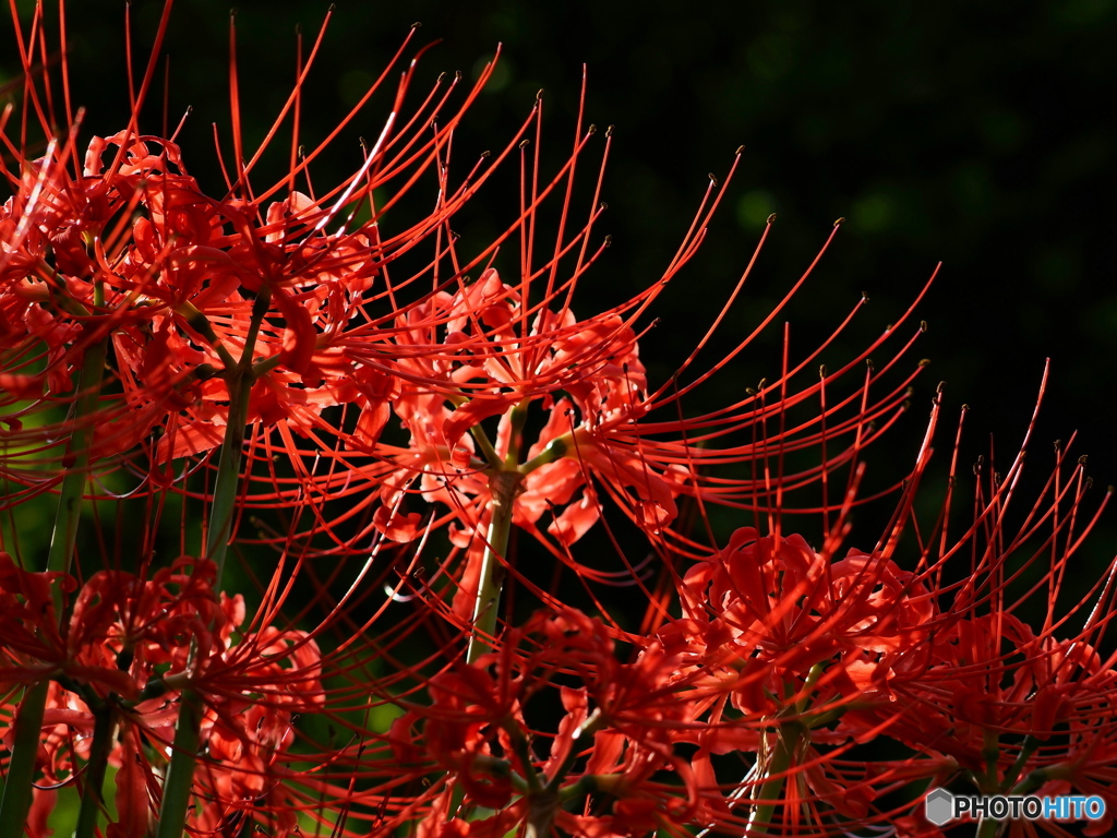 Dramatic Lycoris