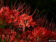 Dramatic Lycoris