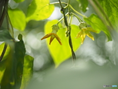 希少な夜来香の花