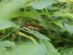 カミキリムシを見つけたよ