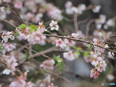 四季桜