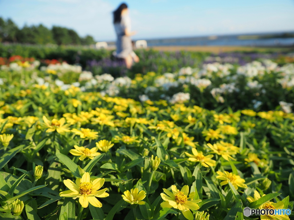 海を臨むお花畑で