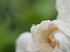 クチナシの花に降る雨は