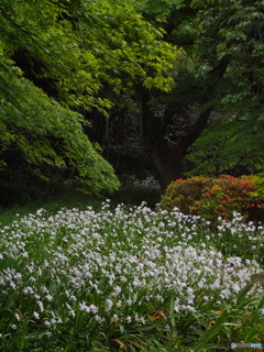 シャガの園