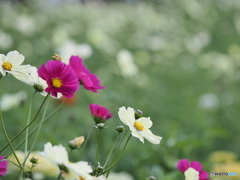 秋の花 コスモス